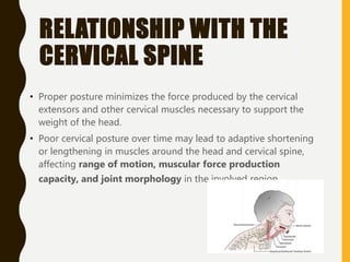 RELATIONSHIP WITH THE
CERVICAL SPINE
• Proper posture minimizes the force produced by the cervical
extensors and other cervical muscles necessary to support the
weight of the head.
• Poor cervical posture over time may lead to adaptive shortening
or lengthening in muscles around the head and cervical spine,
affecting range of motion, muscular force production
capacity, and joint morphology in the involved region.
 