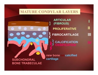MATURE CONDYLAR LAYERS

                        ARTICULAR
                    }   (FIBROUS)
                                            I
                        PROLIFERATIVE       II
                   }    FIBROCARTILAGE      III

                        }   CALCIFICATION   IV
                    }       OSSIFICATION


                  new bone on calcified
SUBCHONDRAL       cartilage
BONE TRABECULAE
 