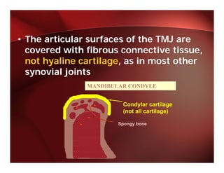 • The articular surfaces of the TMJ are
  covered with fibrous connective tissue, ,
  not hyaline cartilage, as in most other
  synovial joints
   y       j
                MANDIBULAR CONDYLE


                         Condylar cartilage
                         (not all cartilage)

                        Spongy bone
 