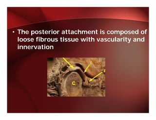 • The posterior attachment is composed of
  loose fibrous ti
  l     fib     tissue with vascularity and
                        ith      l it     d
  innervation
 