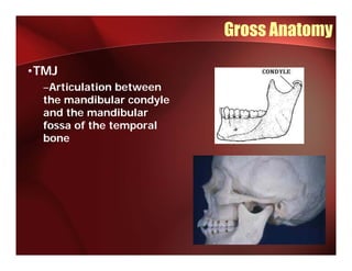 Gross Anatomy

•TMJ
  –Articulation between
   A ti l ti    b t
  the mandibular condyle
  and the mandibular
  fossa of the temporal
  bone
 