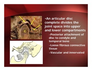 •An articular disc
complete divides the
joint space into upper
and lower compartments
  –Posterior attachment of
  disc to condyle and
  temporal bone
  –Loose fibrous connective
  tissue
  –Vascular and innervated
 