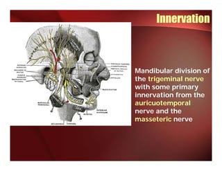 Innervation



Mandibular division of
the trigeminal nerve
with some primary
innervation from the
auricuotemporal
nerve and the
masseteric nerve
 