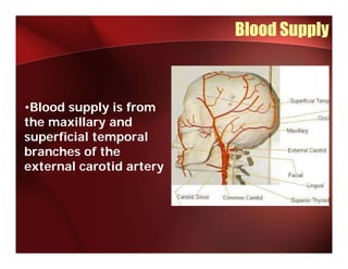 Blood Supply



•Blood supply is from
the
th maxillary and
        ill      d
superficial temporal
branches of the
external carotid artery
 