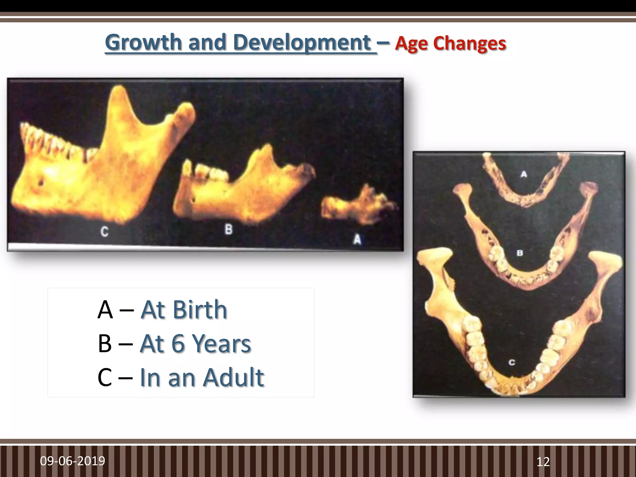 09-06-2019 12
Growth and Development – Age Changes
A – At Birth
B – At 6 Years
C – In an Adult
 