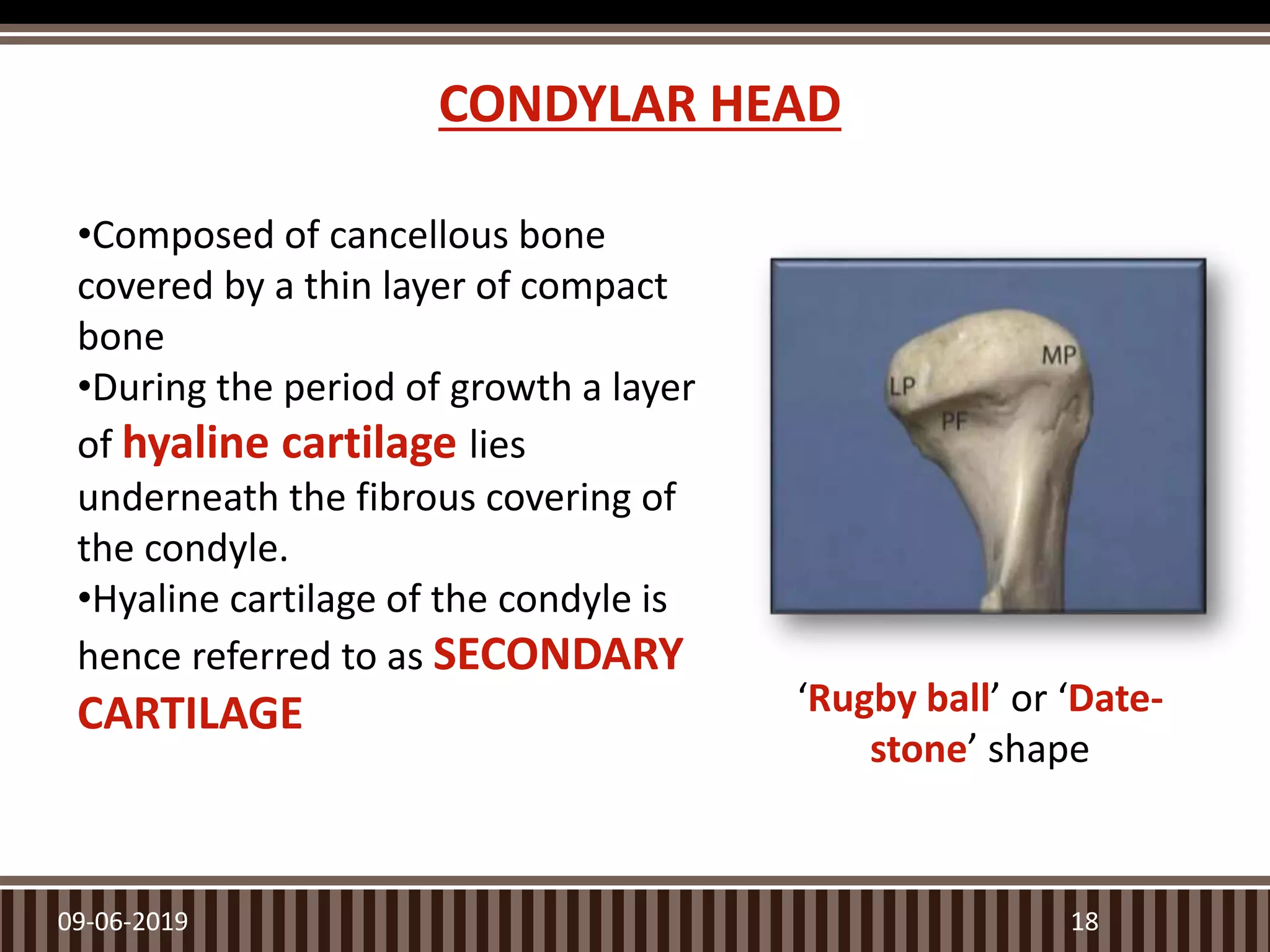 CONDYLAR HEAD
09-06-2019 18
‘Rugby ball’ or ‘Date-
stone’ shape
•Composed of cancellous bone
covered by a thin layer of compact
bone
•During the period of growth a layer
of hyaline cartilage lies
underneath the fibrous covering of
the condyle.
•Hyaline cartilage of the condyle is
hence referred to as SECONDARY
CARTILAGE
 