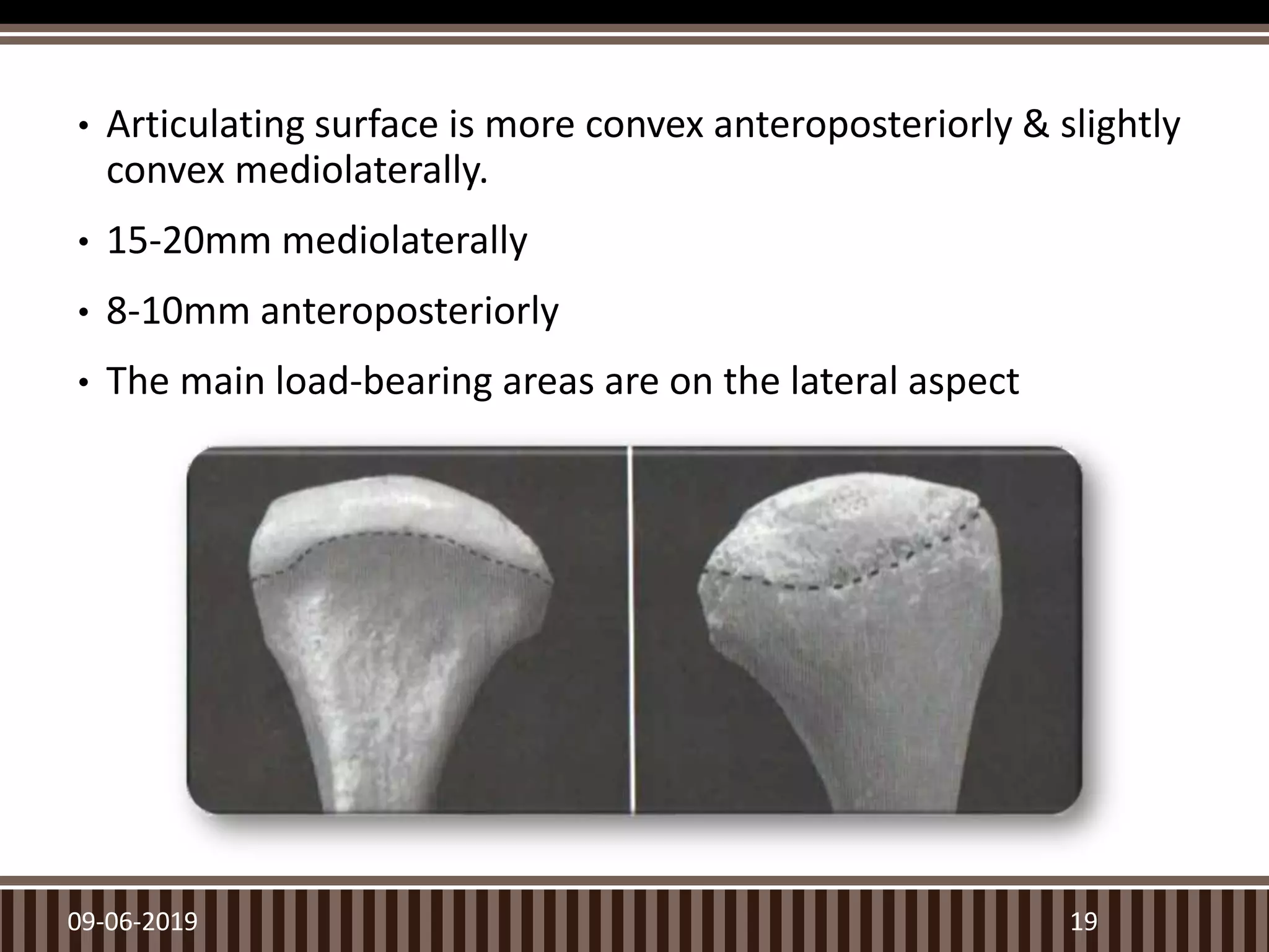 • Articulating surface is more convex anteroposteriorly & slightly
convex mediolaterally.
• 15-20mm mediolaterally
• 8-10mm anteroposteriorly
• The main load-bearing areas are on the lateral aspect
09-06-2019 19
 