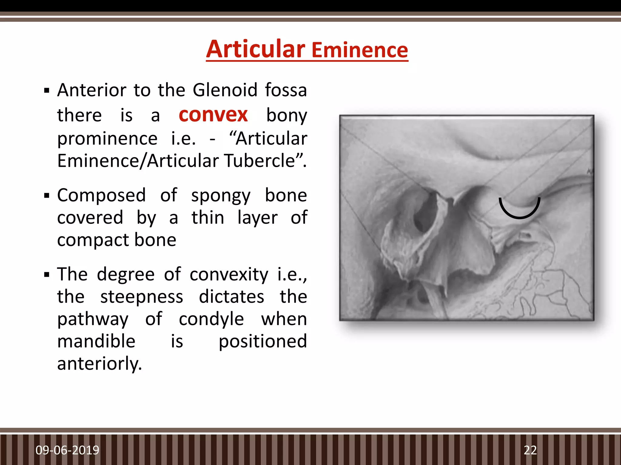  Anterior to the Glenoid fossa
there is a convex bony
prominence i.e. - “Articular
Eminence/Articular Tubercle”.
 Composed of spongy bone
covered by a thin layer of
compact bone
 The degree of convexity i.e.,
the steepness dictates the
pathway of condyle when
mandible is positioned
anteriorly.
09-06-2019 22
Articular Eminence
 