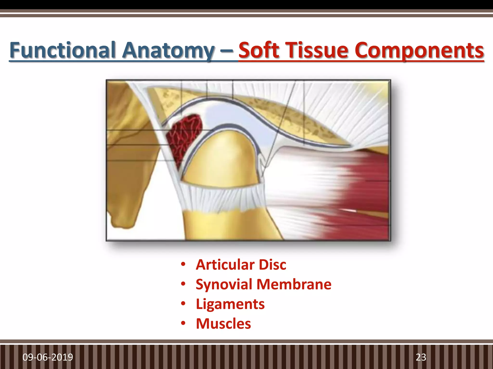 Functional Anatomy – Soft Tissue Components
09-06-2019 23
• Articular Disc
• Synovial Membrane
• Ligaments
• Muscles
 