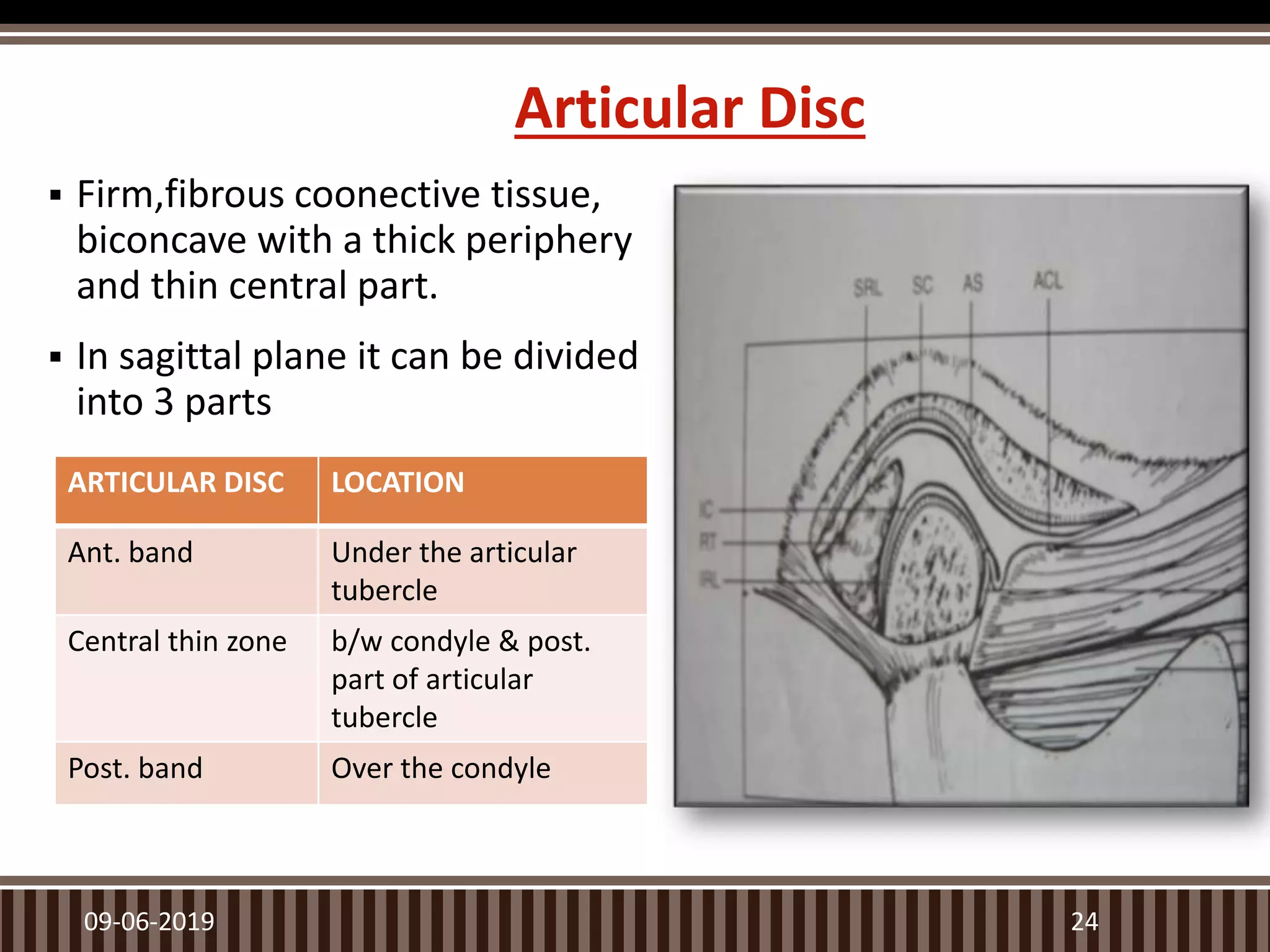  Firm,fibrous coonective tissue,
biconcave with a thick periphery
and thin central part.
 In sagittal plane it can be divided
into 3 parts
09-06-2019 24
Articular Disc
ARTICULAR DISC LOCATION
Ant. band Under the articular
tubercle
Central thin zone b/w condyle & post.
part of articular
tubercle
Post. band Over the condyle
 