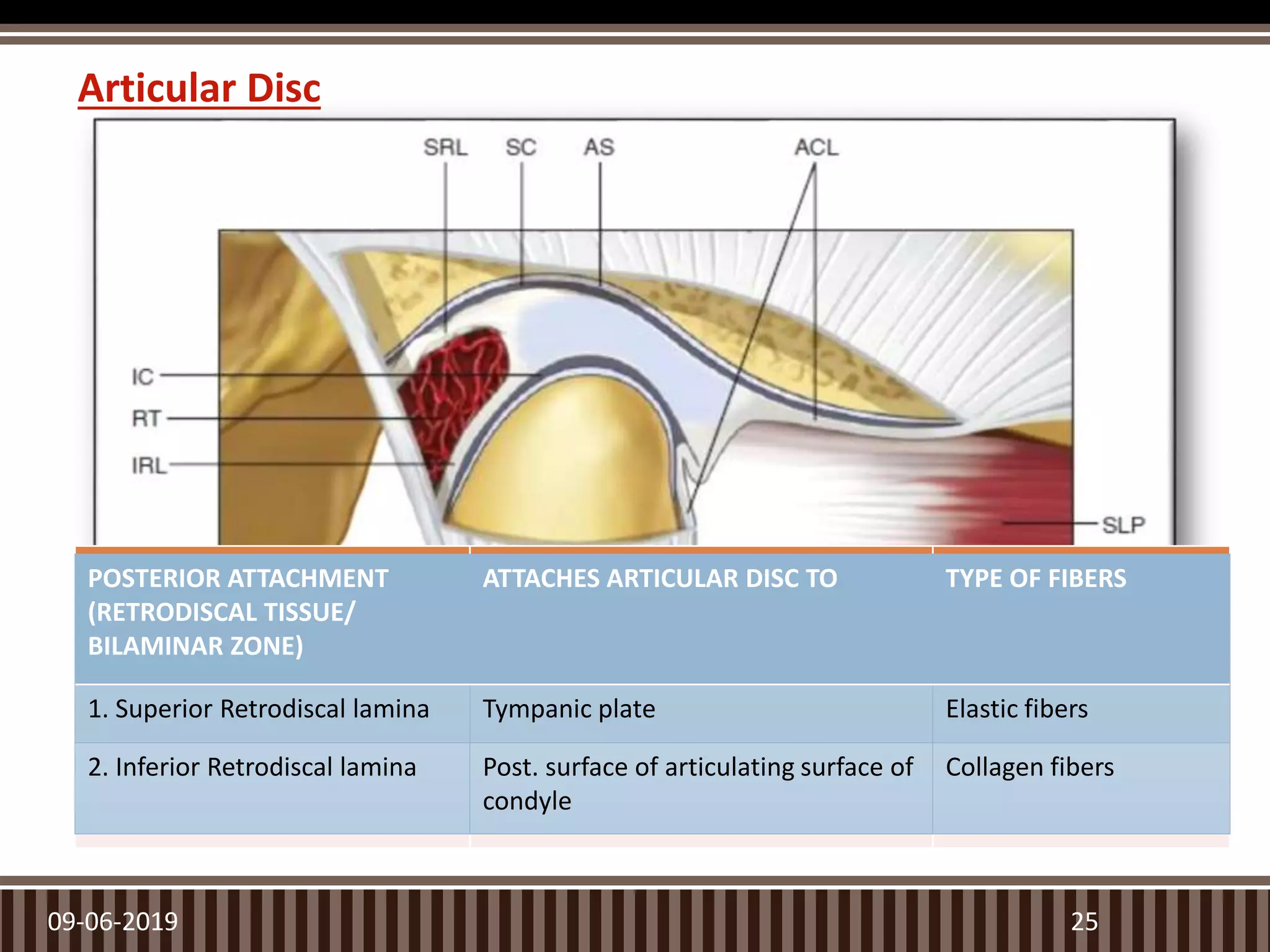Articular Disc
09-06-2019 25
ANTERIOR ATTACHMENT
(CAPSULAR LIGAMENT)
ATTACHES ARTICULAR DISC TO TYPE OF FIBERS
1. Superior Attchment Ant. Margin of Articular Surface of
Temporal Bone
Collagen fibers
2. Inferior Attachment Ant. Margin of Articulating Surface of
Condyle
Collagen fibers
POSTERIOR ATTACHMENT
(RETRODISCAL TISSUE/
BILAMINAR ZONE)
ATTACHES ARTICULAR DISC TO TYPE OF FIBERS
1. Superior Retrodiscal lamina Tympanic plate Elastic fibers
2. Inferior Retrodiscal lamina Post. surface of articulating surface of
condyle
Collagen fibers
 