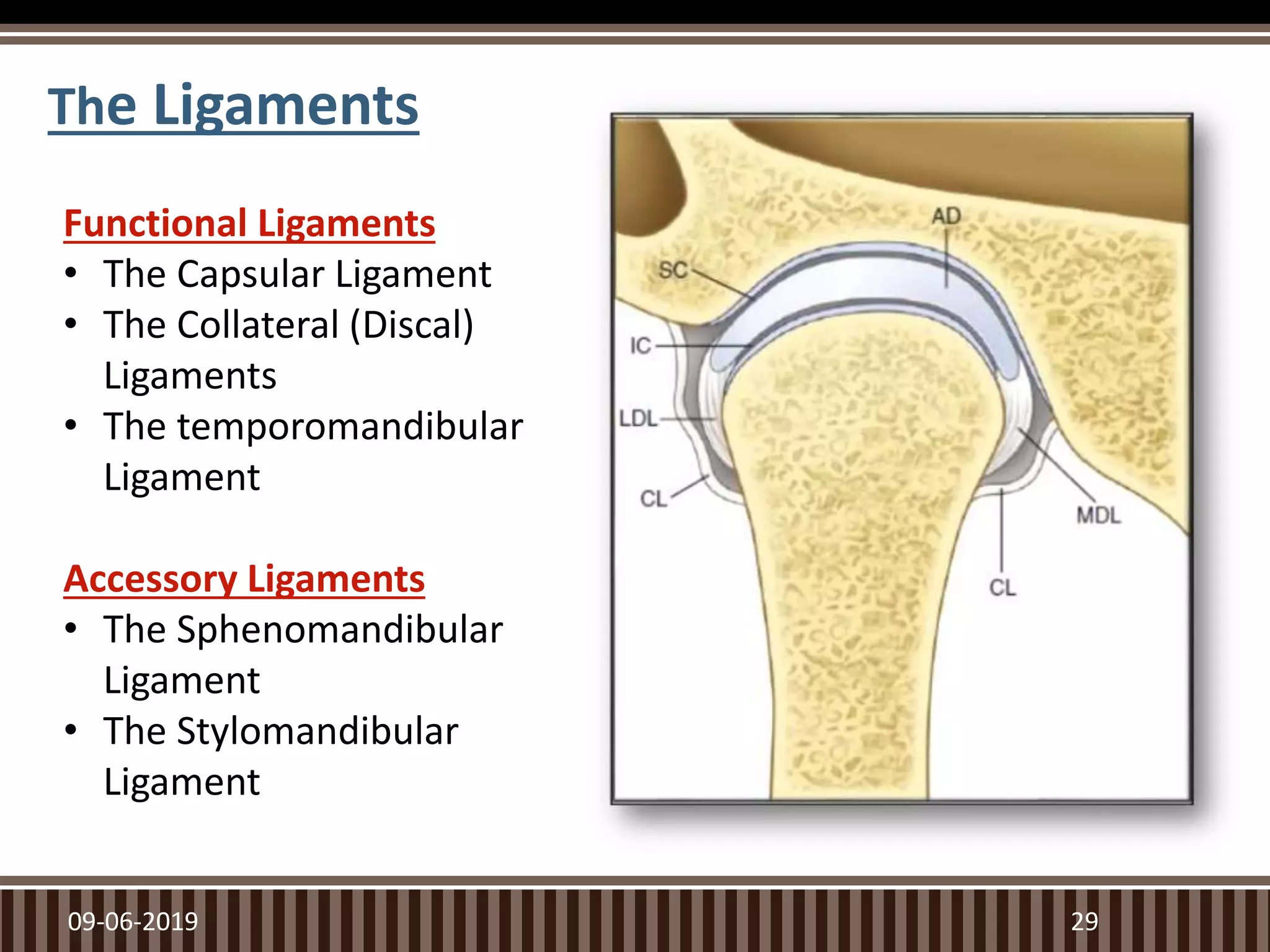 The Ligaments
09-06-2019 29
Functional Ligaments
• The Capsular Ligament
• The Collateral (Discal)
Ligaments
• The temporomandibular
Ligament
Accessory Ligaments
• The Sphenomandibular
Ligament
• The Stylomandibular
Ligament
 