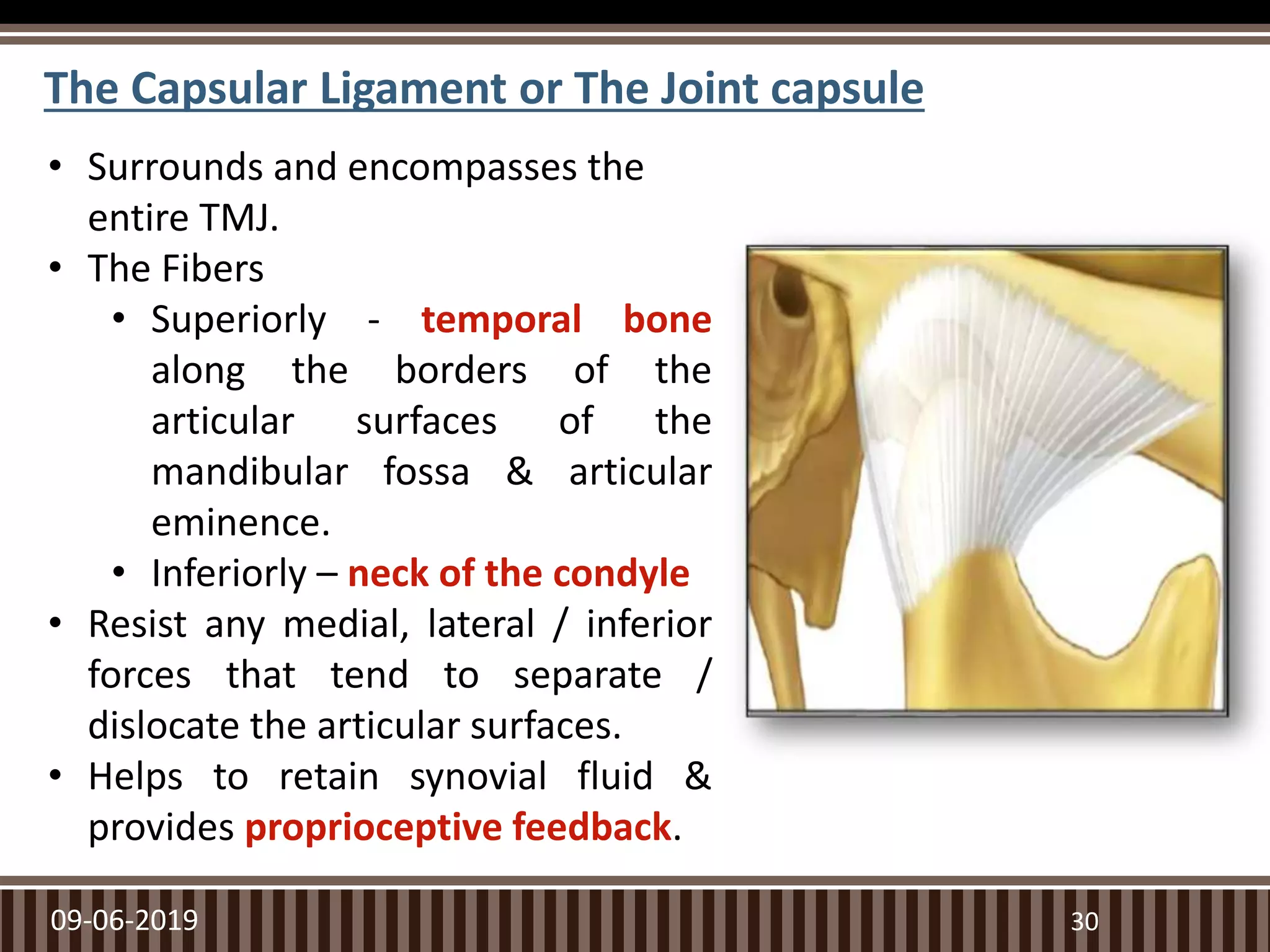 The Capsular Ligament or The Joint capsule
• Surrounds and encompasses the
entire TMJ.
• The Fibers
• Superiorly - temporal bone
along the borders of the
articular surfaces of the
mandibular fossa & articular
eminence.
• Inferiorly – neck of the condyle
• Resist any medial, lateral / inferior
forces that tend to separate /
dislocate the articular surfaces.
• Helps to retain synovial fluid &
provides proprioceptive feedback.
09-06-2019 30
 