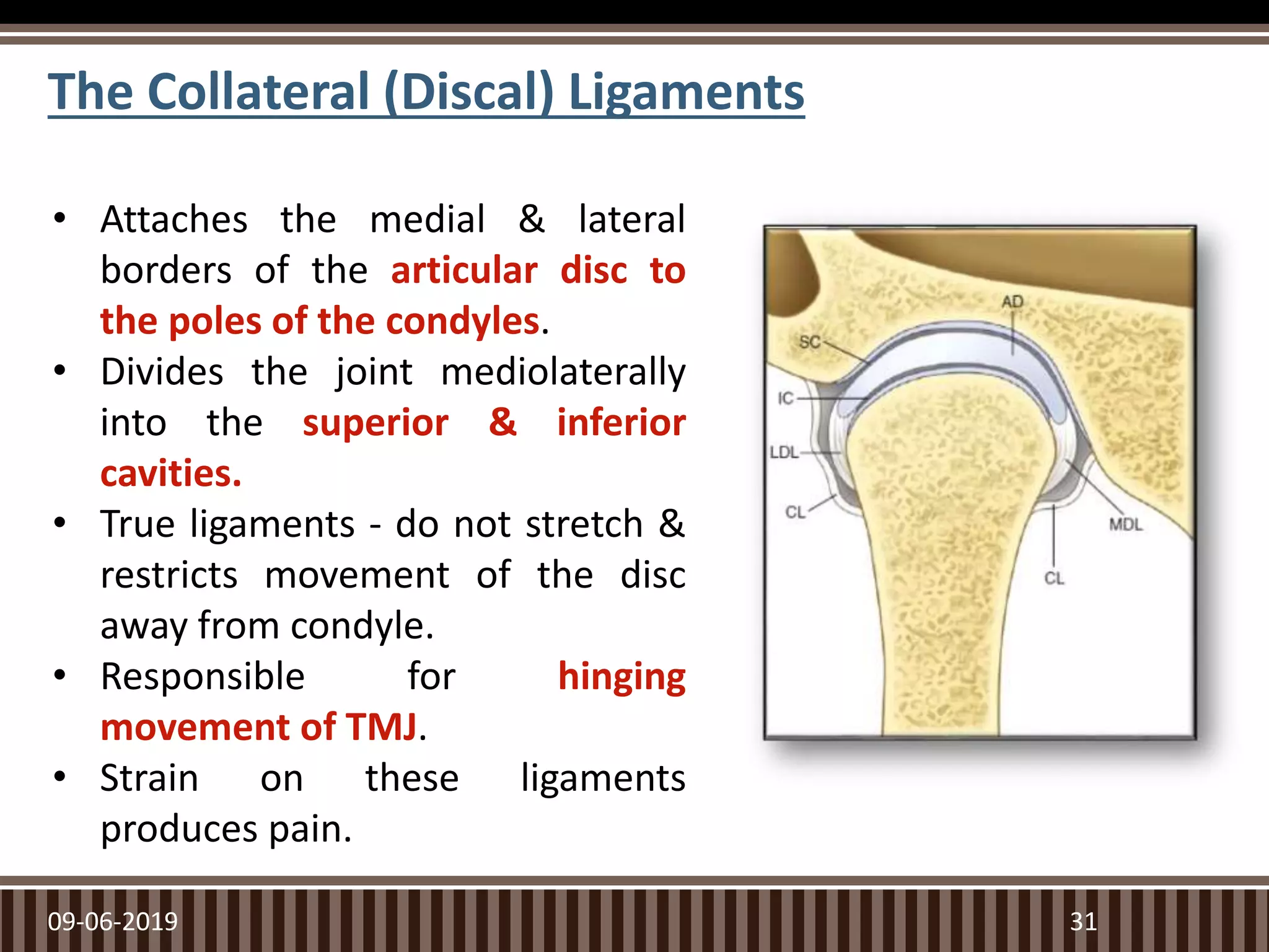 The Collateral (Discal) Ligaments
09-06-2019 31
• Attaches the medial & lateral
borders of the articular disc to
the poles of the condyles.
• Divides the joint mediolaterally
into the superior & inferior
cavities.
• True ligaments - do not stretch &
restricts movement of the disc
away from condyle.
• Responsible for hinging
movement of TMJ.
• Strain on these ligaments
produces pain.
 