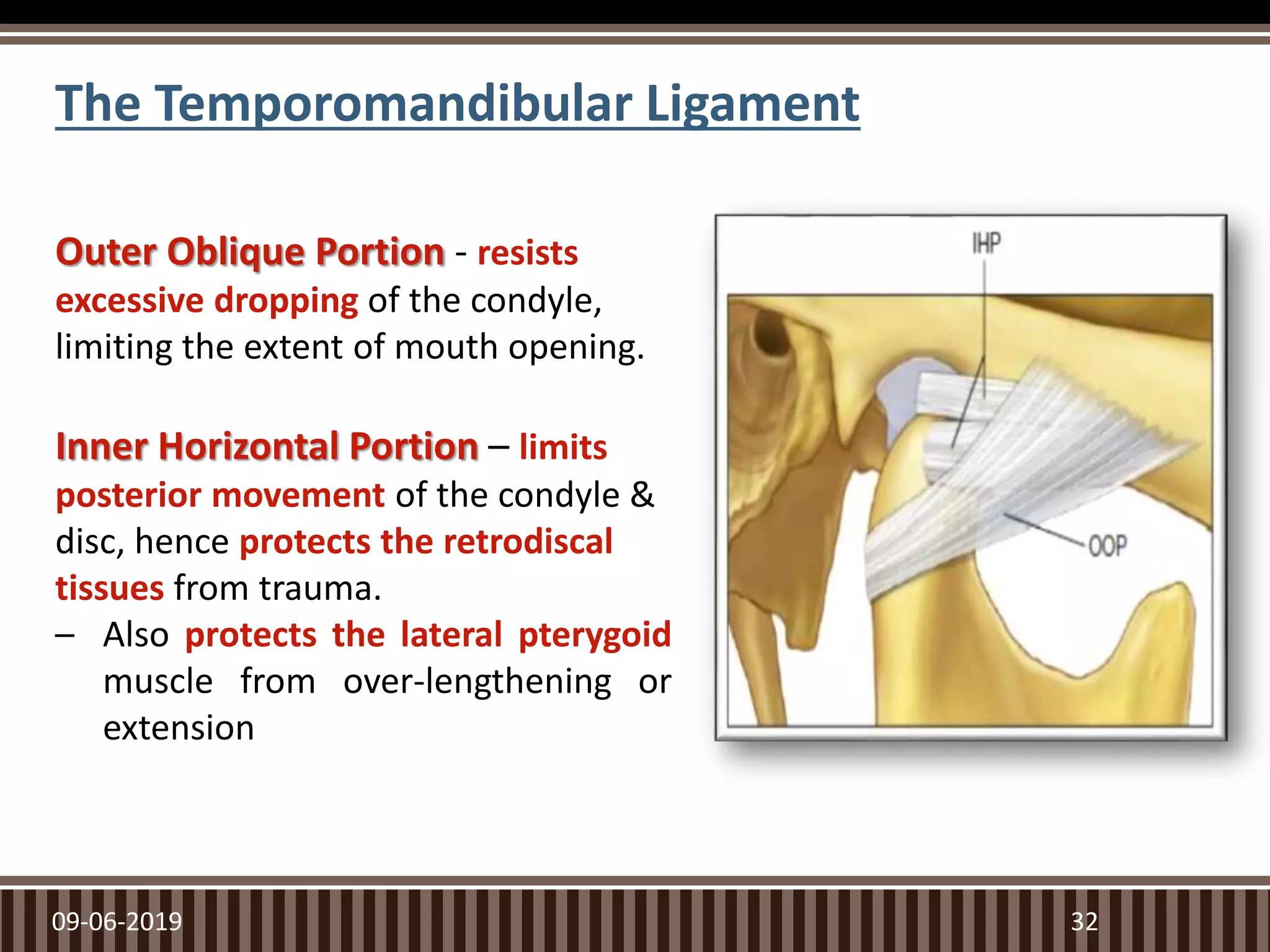 The Temporomandibular Ligament
09-06-2019 32
Outer Oblique Portion - resists
excessive dropping of the condyle,
limiting the extent of mouth opening.
Inner Horizontal Portion – limits
posterior movement of the condyle &
disc, hence protects the retrodiscal
tissues from trauma.
– Also protects the lateral pterygoid
muscle from over-lengthening or
extension
 