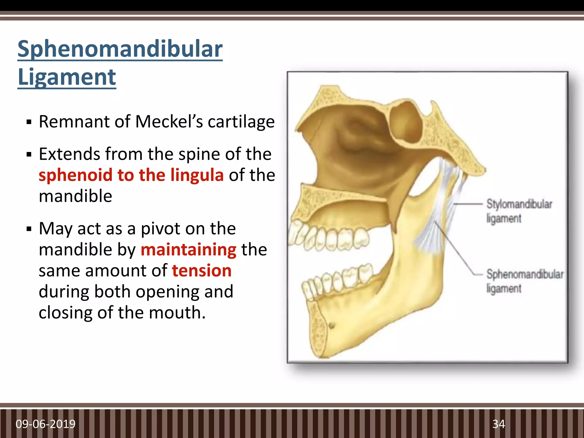  Remnant of Meckel’s cartilage
 Extends from the spine of the
sphenoid to the lingula of the
mandible
 May act as a pivot on the
mandible by maintaining the
same amount of tension
during both opening and
closing of the mouth.
09-06-2019 34
Sphenomandibular
Ligament
 