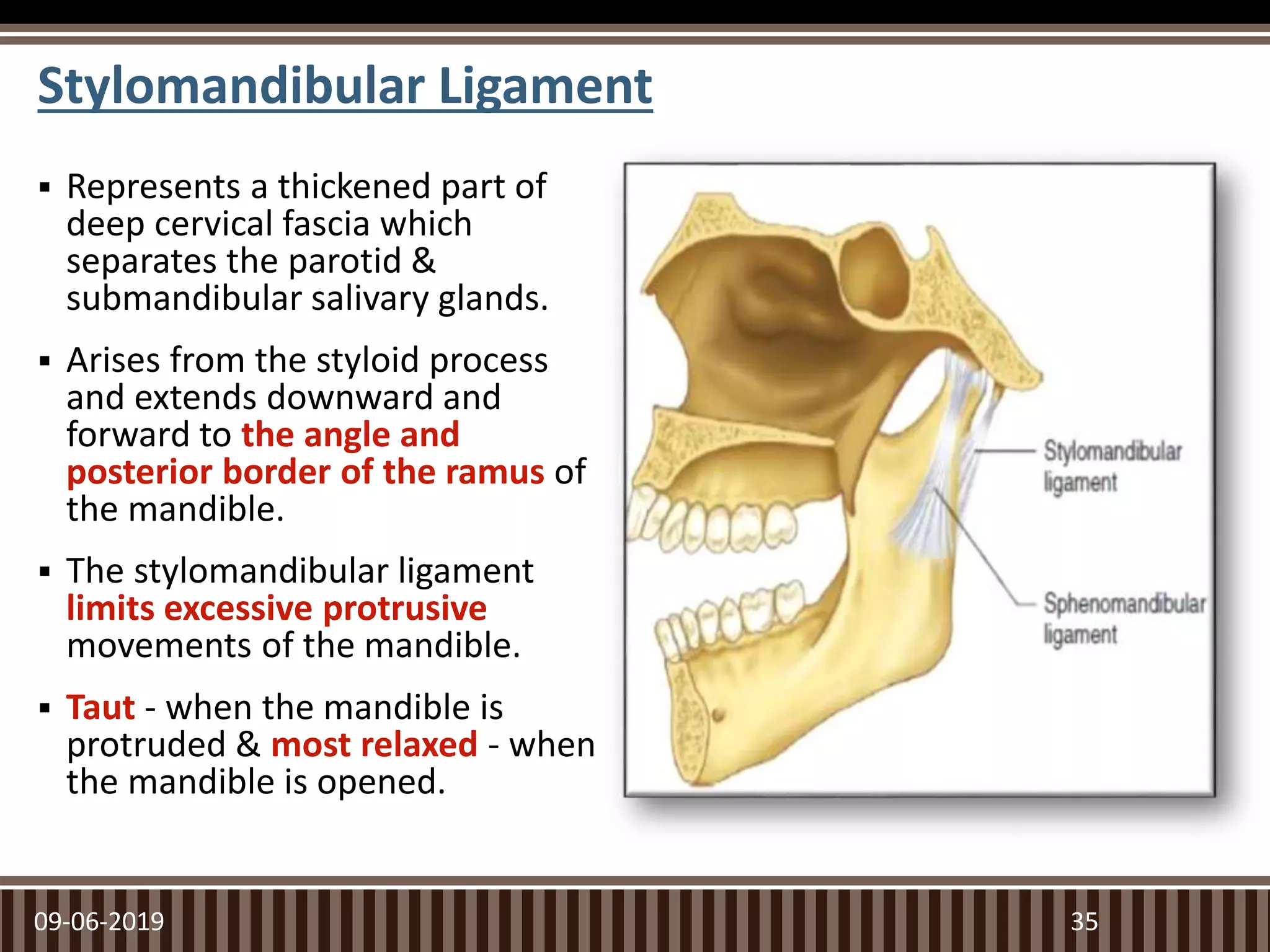 Represents a thickened part of
deep cervical fascia which
separates the parotid &
submandibular salivary glands.
 Arises from the styloid process
and extends downward and
forward to the angle and
posterior border of the ramus of
the mandible.
 The stylomandibular ligament
limits excessive protrusive
movements of the mandible.
 Taut - when the mandible is
protruded & most relaxed - when
the mandible is opened.
09-06-2019 35
Stylomandibular Ligament
 