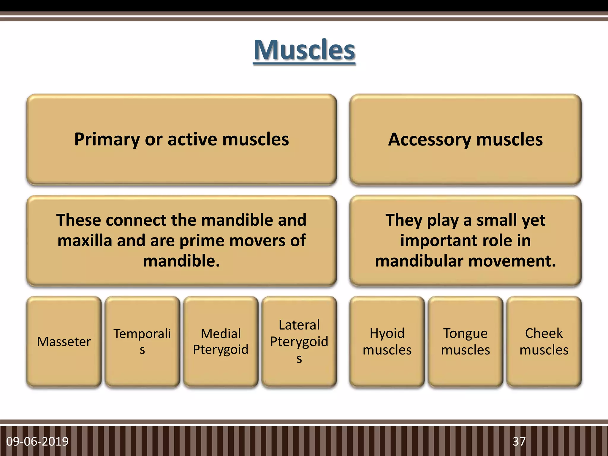 Muscles
09-06-2019 37
Primary or active muscles
These connect the mandible and
maxilla and are prime movers of
mandible.
Masseter
Temporali
s
Medial
Pterygoid
Lateral
Pterygoid
s
Accessory muscles
They play a small yet
important role in
mandibular movement.
Hyoid
muscles
Tongue
muscles
Cheek
muscles
 