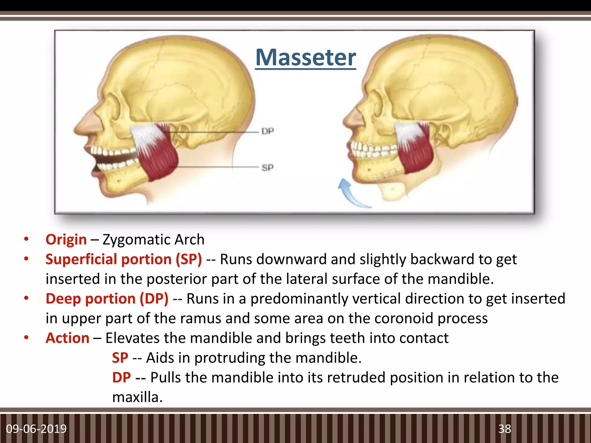 Masseter
09-06-2019 38
• Origin – Zygomatic Arch
• Superficial portion (SP) -- Runs downward and slightly backward to get
inserted in the posterior part of the lateral surface of the mandible.
• Deep portion (DP) -- Runs in a predominantly vertical direction to get inserted
in upper part of the ramus and some area on the coronoid process
• Action – Elevates the mandible and brings teeth into contact
SP -- Aids in protruding the mandible.
DP -- Pulls the mandible into its retruded position in relation to the
maxilla.
 