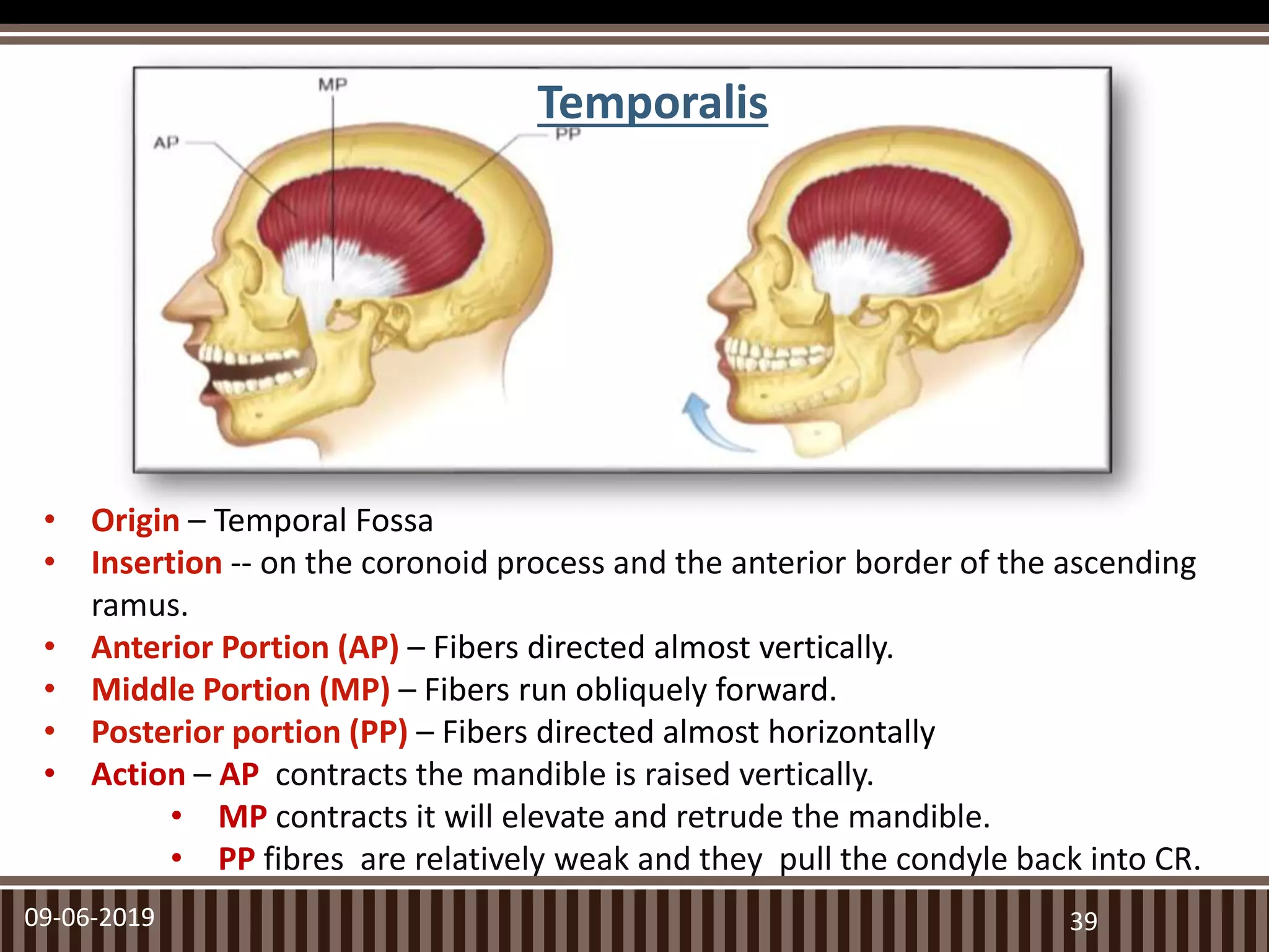 09-06-2019
Temporalis
39
• Origin – Temporal Fossa
• Insertion -- on the coronoid process and the anterior border of the ascending
ramus.
• Anterior Portion (AP) – Fibers directed almost vertically.
• Middle Portion (MP) – Fibers run obliquely forward.
• Posterior portion (PP) – Fibers directed almost horizontally
• Action – AP contracts the mandible is raised vertically.
• MP contracts it will elevate and retrude the mandible.
• PP fibres are relatively weak and they pull the condyle back into CR.
 