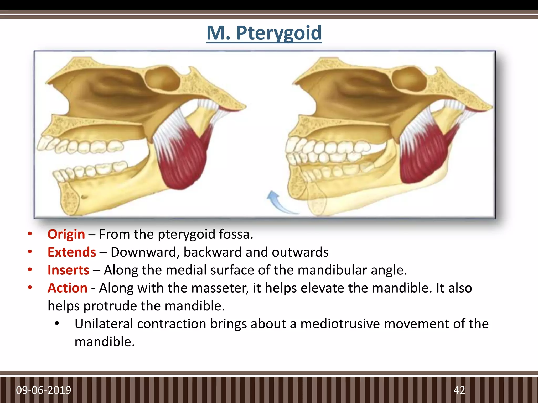 09-06-2019
M. Pterygoid
42
• Origin – From the pterygoid fossa.
• Extends – Downward, backward and outwards
• Inserts – Along the medial surface of the mandibular angle.
• Action - Along with the masseter, it helps elevate the mandible. It also
helps protrude the mandible.
• Unilateral contraction brings about a mediotrusive movement of the
mandible.
 