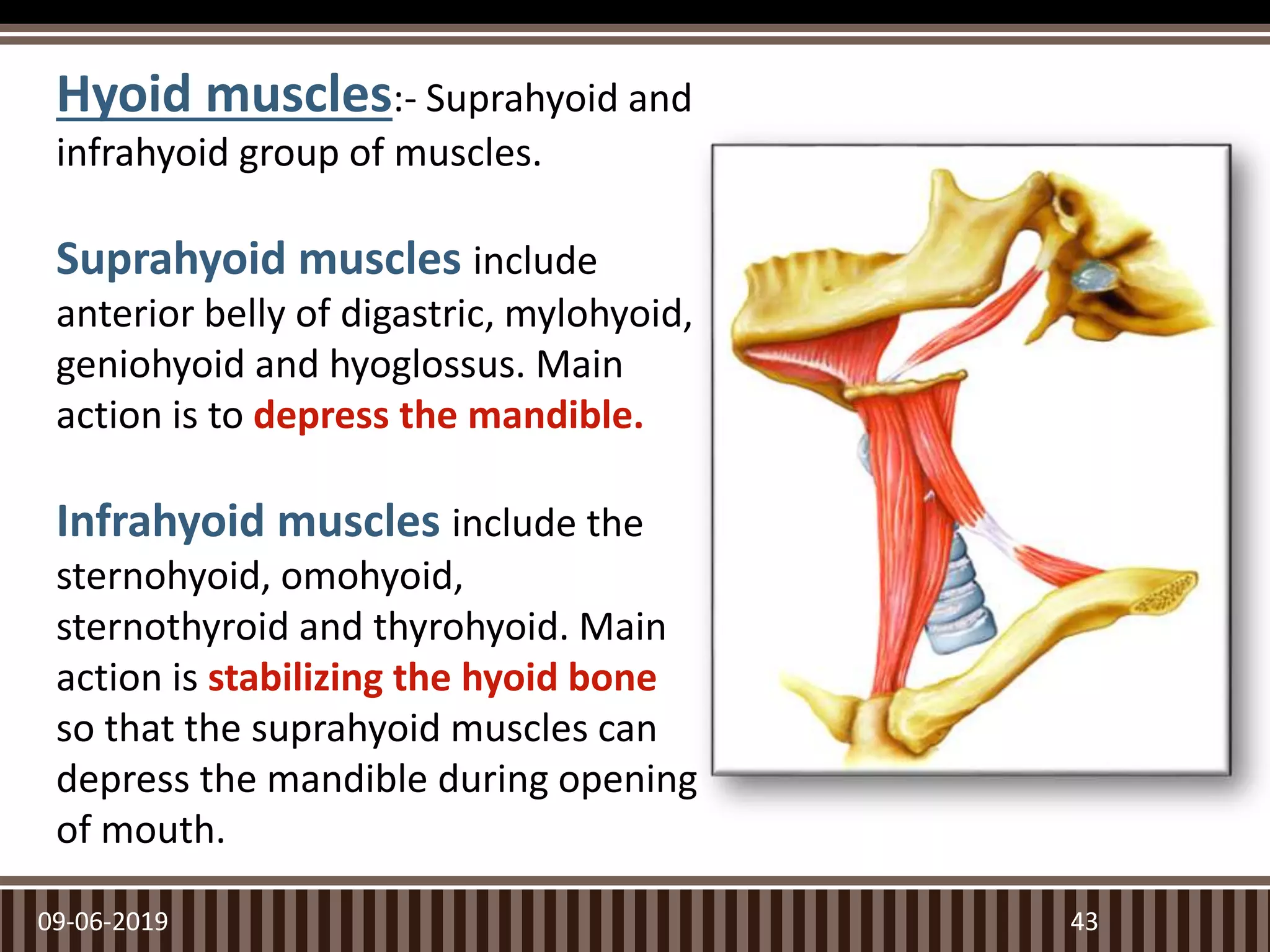 09-06-2019 43
Hyoid muscles:- Suprahyoid and
infrahyoid group of muscles.
Suprahyoid muscles include
anterior belly of digastric, mylohyoid,
geniohyoid and hyoglossus. Main
action is to depress the mandible.
Infrahyoid muscles include the
sternohyoid, omohyoid,
sternothyroid and thyrohyoid. Main
action is stabilizing the hyoid bone
so that the suprahyoid muscles can
depress the mandible during opening
of mouth.
 