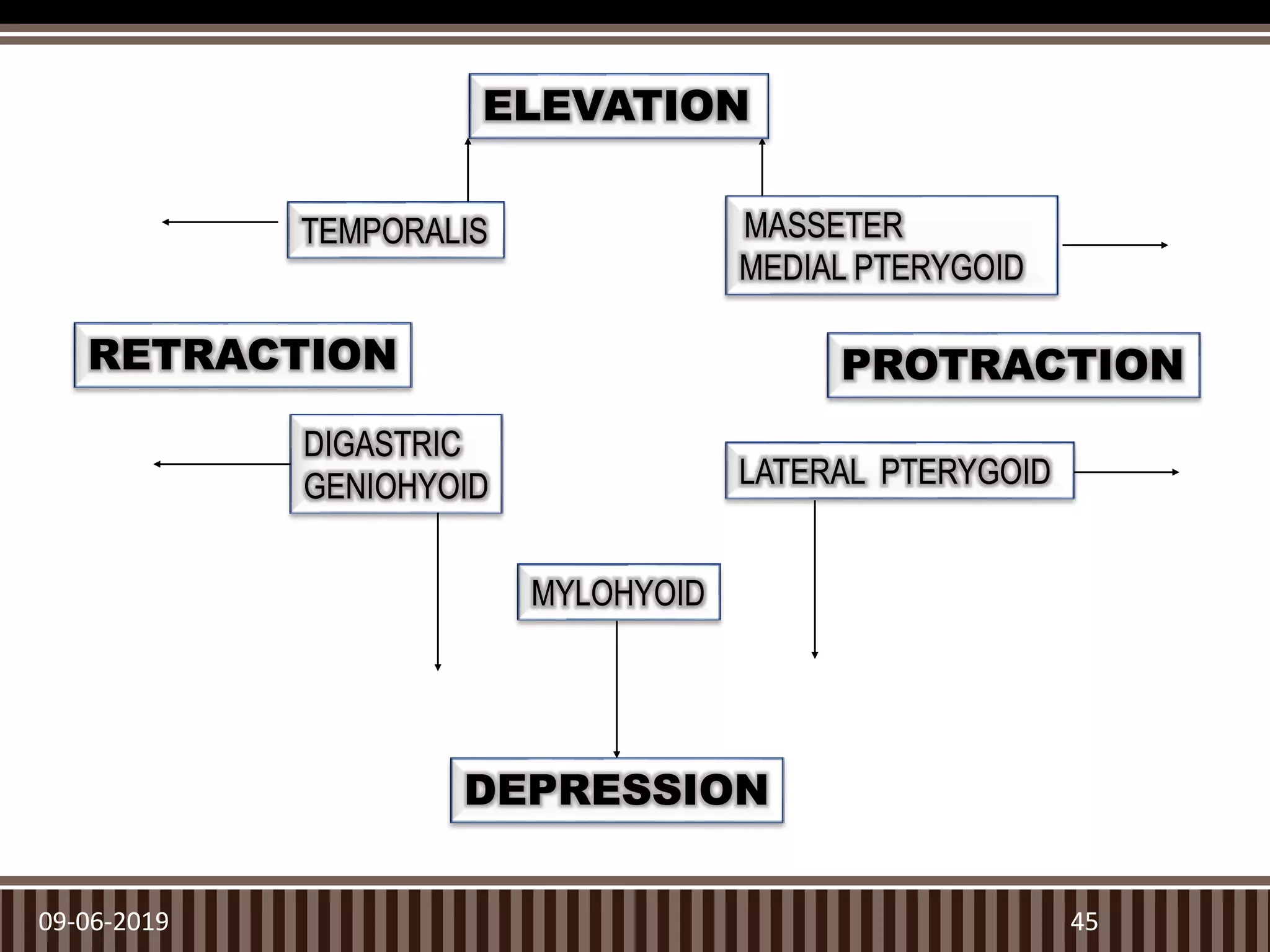 09-06-2019 45
TEMPORALIS MASSETER
MEDIAL PTERYGOID
PROTRACTION
LATERAL PTERYGOID
DIGASTRIC
GENIOHYOID
RETRACTION
MYLOHYOID
DEPRESSION
ELEVATION
 