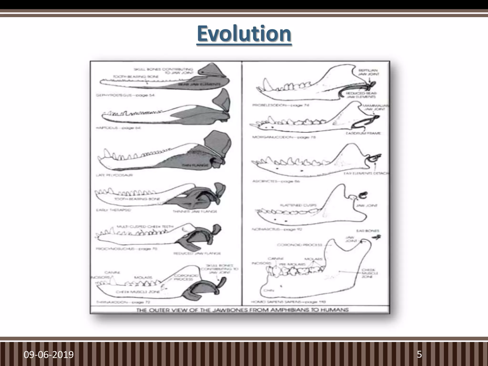 Evolution
509-06-2019
 