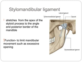 Styloid Function temporomandibular joint. Structure and functions.pptx
