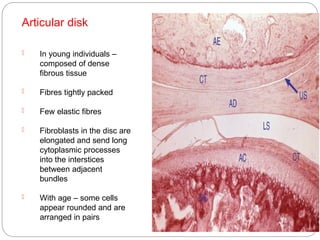 temporomandibular joint. Structure and functions.pptx