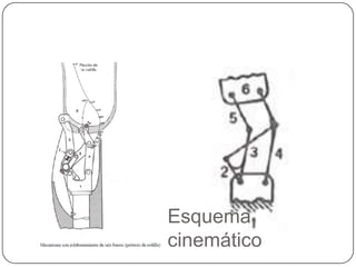 Esquema
cinemático
 