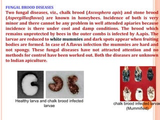 WORLD honey bee day ppt (Honey bee types and it's pests and diseases ...