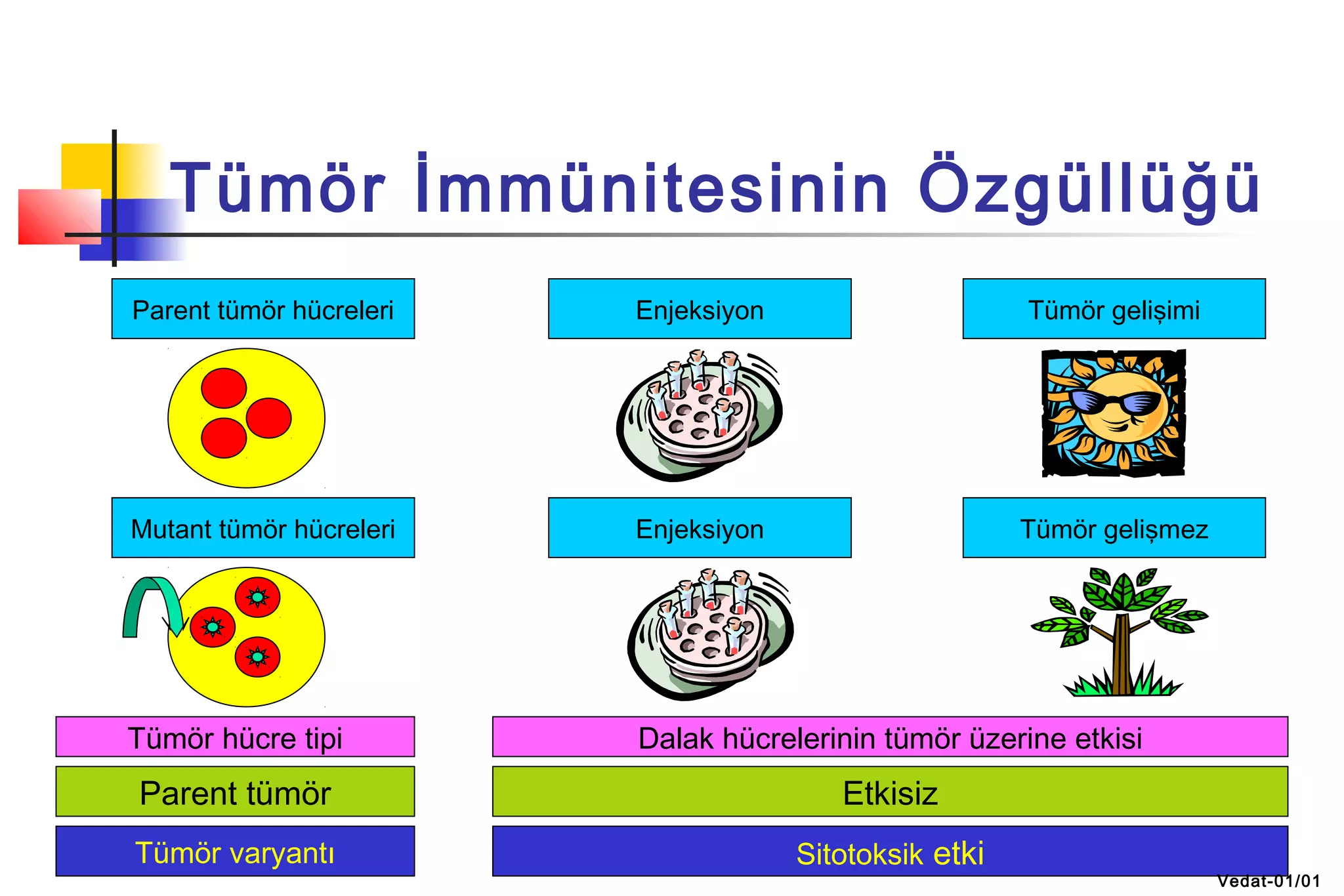 Tümör İmmünitesinin Özgüllüğü
Parent tümör hücreleri Enjeksiyon Tümör gelişimi
Mutant tümör hücreleri Enjeksiyon Tümör gelişmez
Tümör hücre tipi Dalak hücrelerinin tümör üzerine etkisi
Parent tümör Etkisiz
Tümör varyantı Sitotoksik etki
Vedat-01/01
 