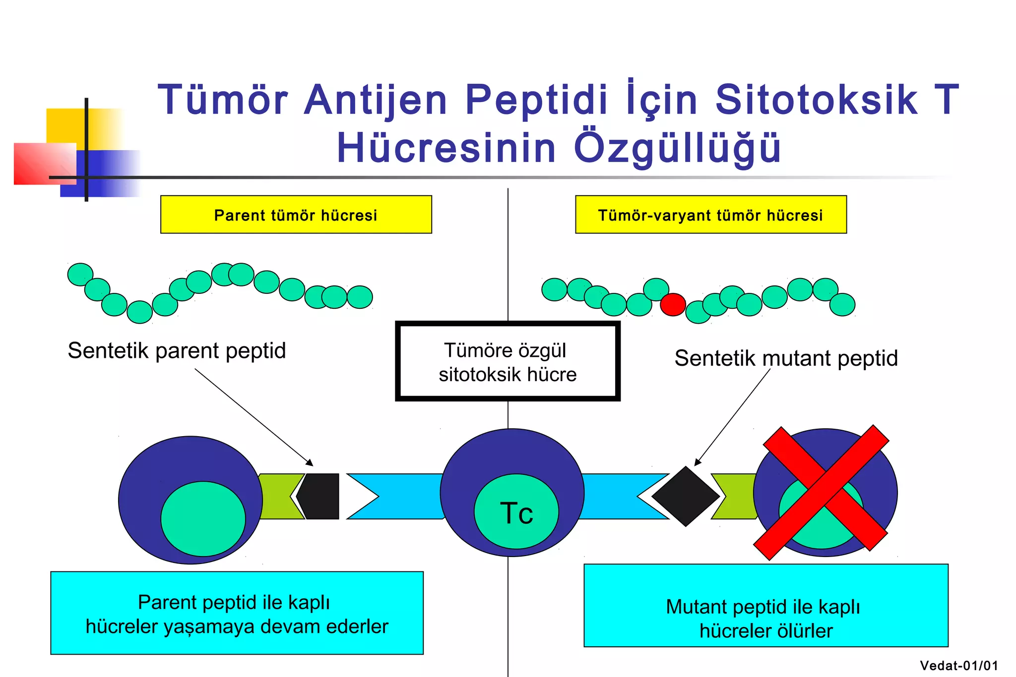 Tümör Antijen Peptidi İçin Sitotoksik T
Hücresinin Özgüllüğü
Parent tümör hücresi Tümör-varyant tümör hücresi
Tümöre özgül
sitotoksik hücre
Tc
Sentetik parent peptid Sentetik mutant peptid
Parent peptid ile kaplı
hücreler yaşamaya devam ederler
Mutant peptid ile kaplı
hücreler ölürler
Vedat-01/01
 