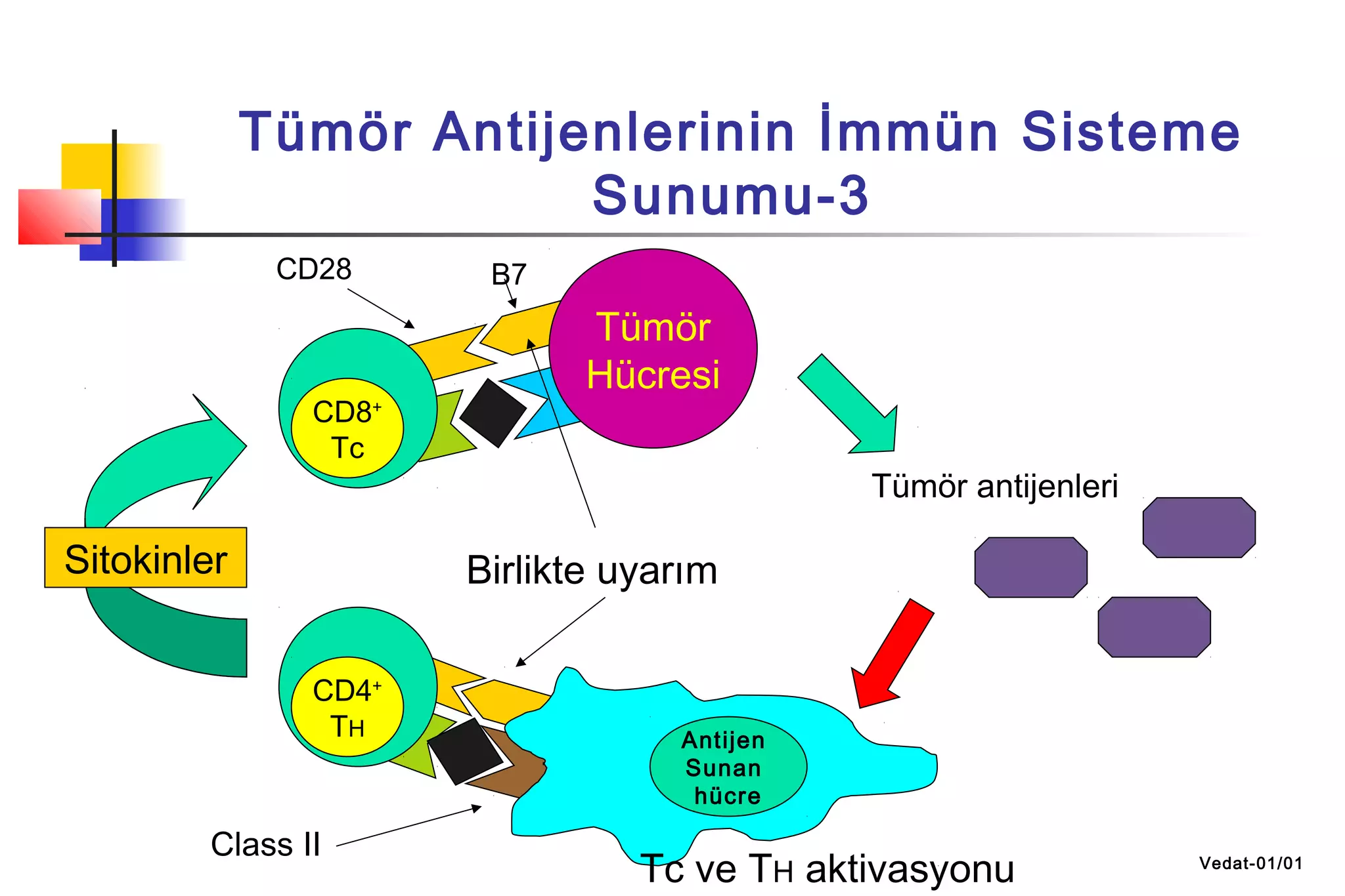 Tümör Antijenlerinin İmmün Sisteme
Sunumu-3
CD8+
Tc
Sitokinler
CD8+
Tc
CD4+
TH
Tümör
Hücresi
Antijen
Sunan
hücre
Birlikte uyarım
Class II
B7CD28
Tümör antijenleri
Tc ve TH aktivasyonu Vedat-01/01
 