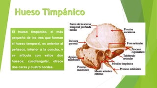El hueso timpánico, el más
pequeño de los tres que forman
el hueso temporal, es anterior al
peñasco, inferior a la concha, y
se articula con estos dos
huesos; cuadrangular, ofrece
dos caras y cuatro bordes.
 
