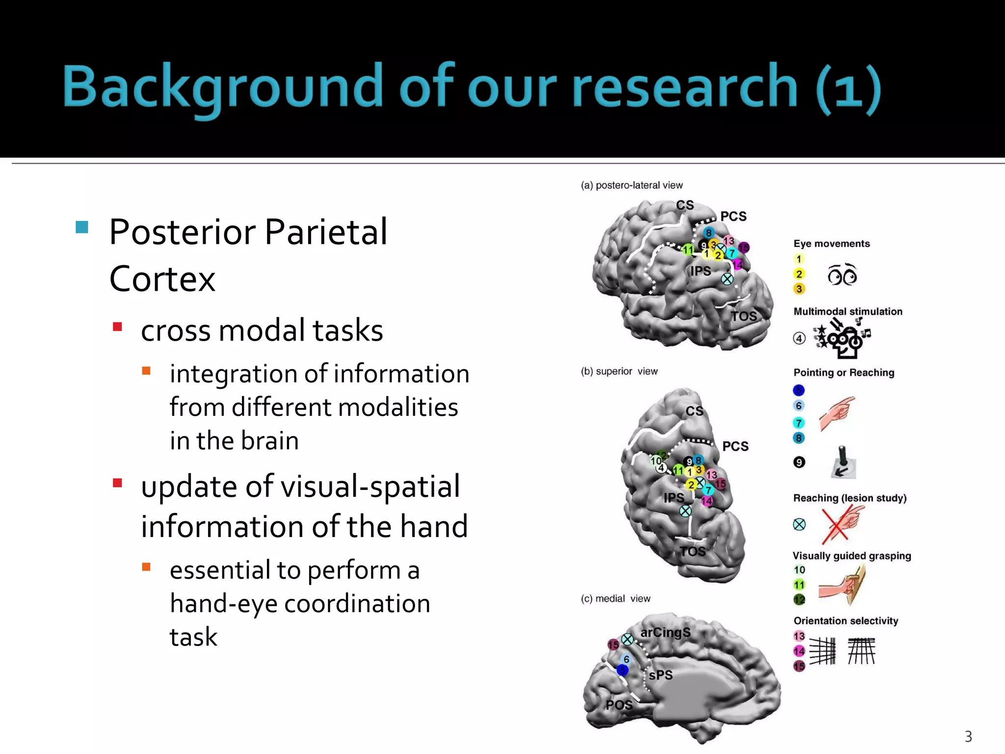 Tms and the_hand-eye_coordination-presentation | PPT
