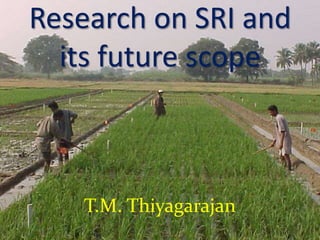 Research on SRI and its future scope T.M. Thiyagarajan 