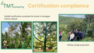 Certification compliance
VietGap mango production
VietGAP certification consultant for durian in Krongpak
District, DakLak
 