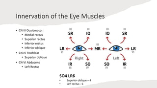 TMTS Cranial Nerves Powerpoint.pptx