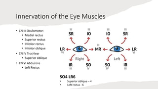 Innervation of the Eye Muscles
• CN III Oculomotor:
• Medial rectus
• Superior rectus
• Inferior rectus
• Inferior oblique
• CN IV Trochlear
• Superior oblique
• CN VI Abducens
• Left Rectus
SO4 LR6
• Superior oblique – 4
• Left rectus - 6
 