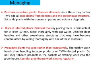 Managing
 Purchase virus-free plants. Remove all weeds since these may harbor
TMV and all crop debris from benches and the greenhouse structure.
Set aside plants with the above symptoms and obtain a diagnosis.
 Discard infected plants. Disinfest tools by placing them in disinfectant
for at least 10 min. Rinse thoroughly with tap water. Disinfest door
handles and other greenhouse structures that may have become
contaminated by wiping thoroughly with one of these materials.
 Propagate plants via seed rather than vegetatively. Thoroughly wash
hands after handling tobacco products or TMV-infected plants. Do
not keep tobacco products in the pockets of clothing worn into the
greenhouse. Launder greenhouse work clothes regularly
 