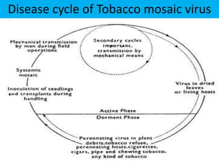 tobacco mosaic virus disease cycle Tmv