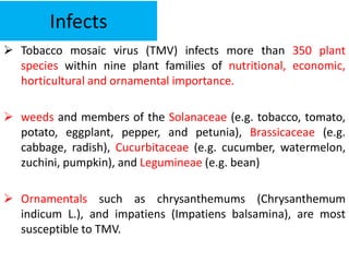 Infects
 Tobacco mosaic virus (TMV) infects more than 350 plant
species within nine plant families of nutritional, economic,
horticultural and ornamental importance.
 weeds and members of the Solanaceae (e.g. tobacco, tomato,
potato, eggplant, pepper, and petunia), Brassicaceae (e.g.
cabbage, radish), Cucurbitaceae (e.g. cucumber, watermelon,
zuchini, pumpkin), and Legumineae (e.g. bean)
 Ornamentals such as chrysanthemums (Chrysanthemum
indicum L.), and impatiens (Impatiens balsamina), are most
susceptible to TMV.
 