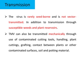 Transmission
 The virus is rarely seed-borne and is not vector-
transmitted. In addition to transmission through
susceptible weeds and plant reservoirs.
 TMV can also be transmitted mechanically through
use of contaminated cutting tools, handling, plant
cuttings, grafting, contact between plants or other
contaminated surfaces, soil and potting material.
 