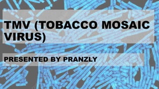 TMV (TOBACCO MOSAIC
VIRUS)
PRESENTED BY PRANZLY
 