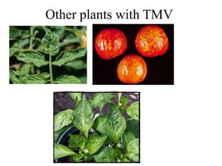 Tobacco Mosaic Virus (TMV) | PPT