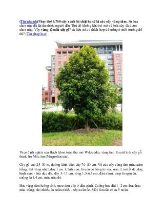 (Tin nhanh)Thay thế 6.700 cây xanh bị chặt hạ sẽ là các cây vàng tâm. Sự lựa
chọn này đã khiến nhiều người dân Thủ đô không khỏi tò mò về loài cây đã được
chọn này. Vậy vàng tâm là cây gì? và liệu nó có thích hợp để trồng ở môi trường đô
thị? (Tin phap luat)
Theo định nghĩa của Bách khoa toàn thư mở Wikipedia, vàng tâm là một loài cây gỗ
thuộc họ Mộc lan (Magnoliaceae).
Cây gỗ cao 25–30 m, đường kính thân cây 70–80 cm. Vỏ của cây vàng tâm màu xám
trắng, thịt vàng nhạt, dày 1 cm. Cành non, lá non có lông tơ màu nâu. Lá chất da, dày,
hình mác - bầu dục dài, dày 5–17 cm, rộng 1,5-6,5 cm, đầu nhọn, mép lá nguyên,
cuống lá 1,4 cm, màu nâu đỏ.
Hoa vàng tâm lưỡng tính, mọc đơn độc ở đầu cành. Cuống hoa dài 1–2 cm; bao hoa
màu trắng; nhị nhiều; lá noãn nhiều, xếp xoắn ốc. Mỗi lá noãn chứa 5 noãn.
 
