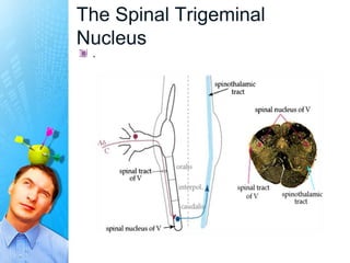 The Spinal Trigeminal
Nucleus
 .
 