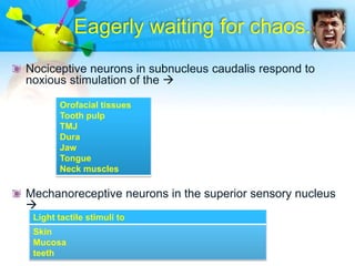 Eagerly waiting for chaos..
Nociceptive neurons in subnucleus caudalis respond to
noxious stimulation of the 

       Orofacial tissues
       Tooth pulp
       TMJ
       Dura
       Jaw
       Tongue
       Neck muscles

Mechanoreceptive neurons in the superior sensory nucleus

 Light tactile stimuli to
 Skin
 Mucosa
 teeth
 